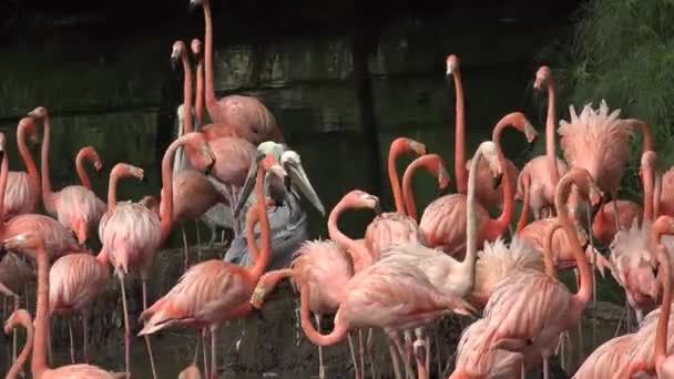 Flamants roses sauvages dans la nature 