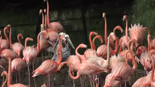 Flamingos cor de rosa selvagem na natureza — Vídeo de Stock