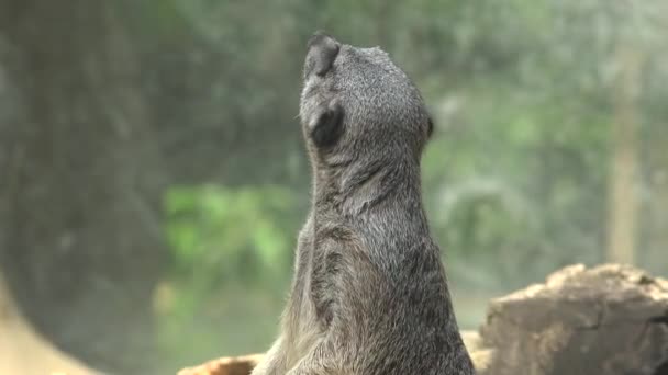 Vida silvestre de Meerkat en la naturaleza — Vídeos de Stock