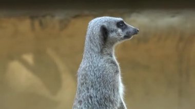 Hayvanat Bahçesi'nde şirin çöl faresi