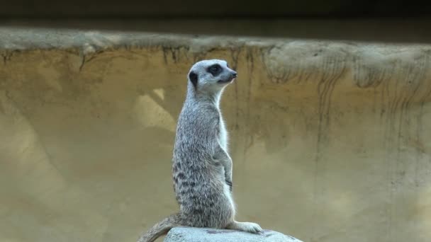 Meerkat lindo en el zoológico — Vídeos de Stock