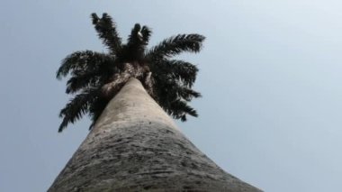 palmiye ağacının gövde