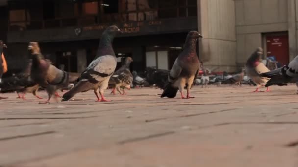 Palomas en la plaza de ladrillo — Vídeo de stock