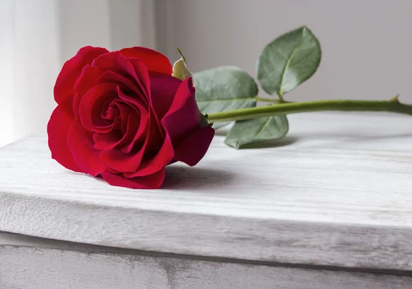 Red rose on vintage cabinet — Stock Photo, Image