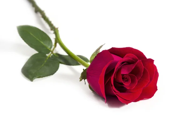 Red rose on white background — Stock Photo, Image