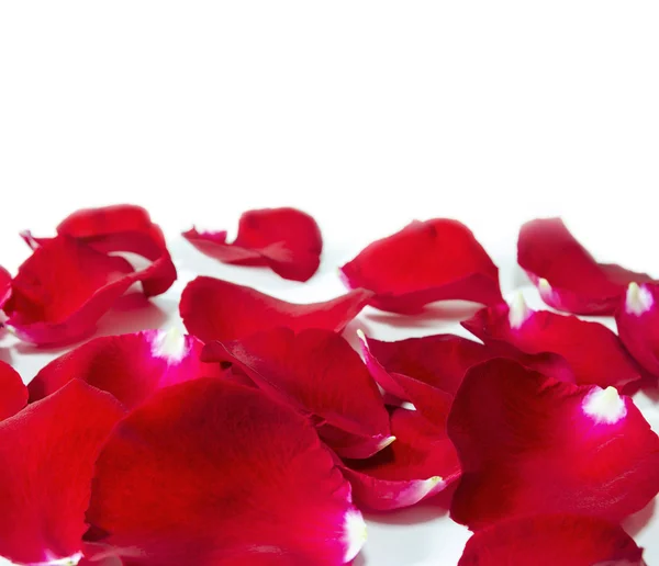Red rose petals on white background — Stock Photo, Image