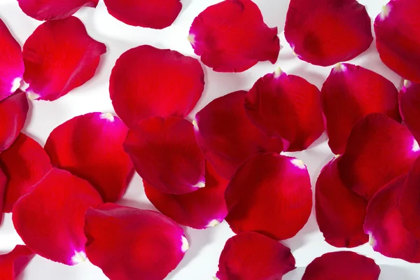 Pétalos de rosa roja sobre fondo blanco —  Fotos de Stock