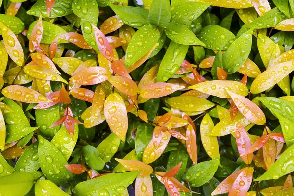 Σταγόνες νερού πάνω στα φύλλα σε βροχερή ημέρα — Φωτογραφία Αρχείου
