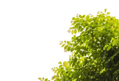 Beyaz arkaplanda yapraklar