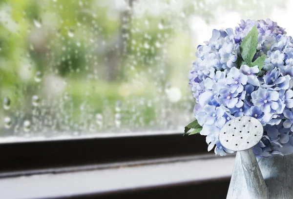 Hydrangea ανθίζει στο ποτιστήρι ψευδαργύρου σε βροχερή ημέρα — Φωτογραφία Αρχείου