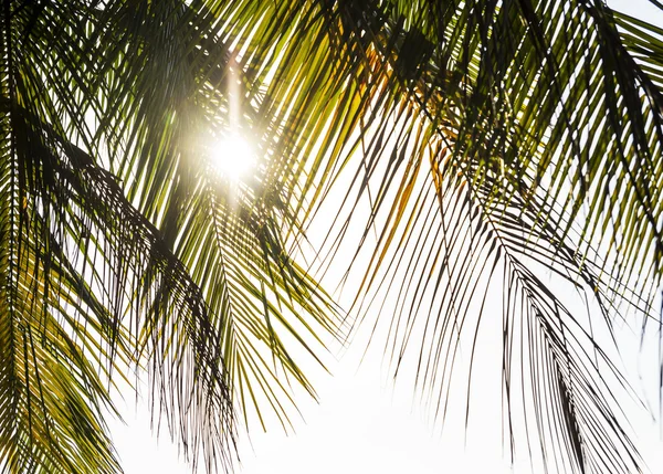 Кокосовые листья с солнечным светом винтажного стиля — стоковое фото