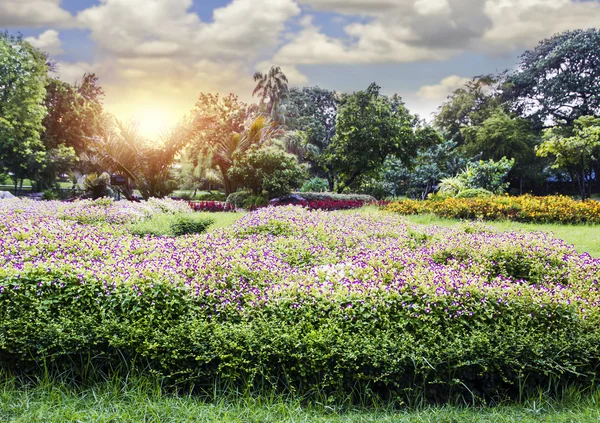 Belles fleurs dans le parc public Suan Luang Rama IX — Photo