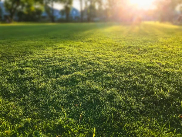 Campo Hierba Con Luz Solar Jardín —  Fotos de Stock