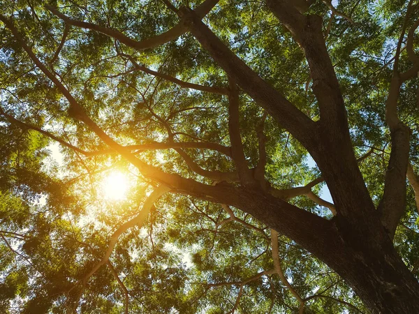 望着花园里有阳光的树 — 图库照片