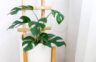 Rhaphidophora tetrasperma ya da Mini Monstera Ginny Philodendron pencerede beyaz seramik kap