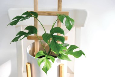 Rhaphidophora tetrasperma ya da Mini Monstera Ginny Philodendron sandalyenin üzerinde beyaz seramik kap