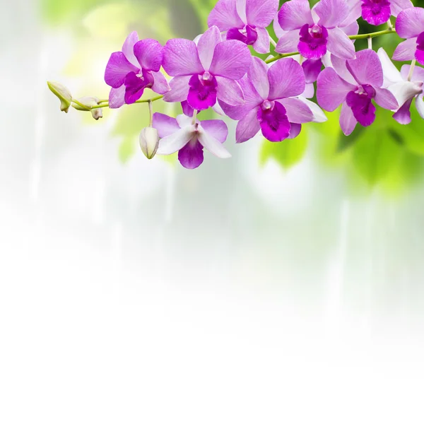 Orchids in rainy day — Stock Photo, Image