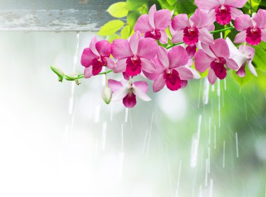 Orkide yağmurlu gün