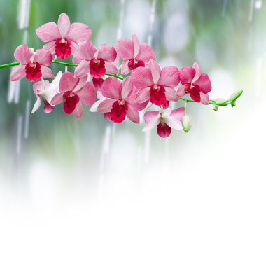 Orkide yağmurlu gün