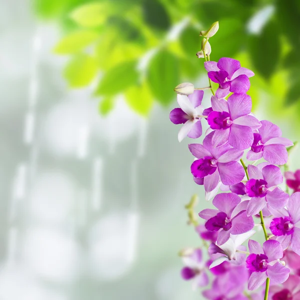 Orchids in rainy day — Stock Photo, Image