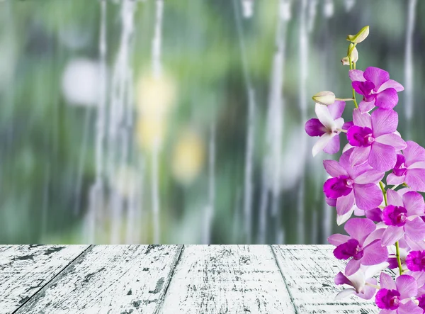 Orchideeën in regenachtige dag — Stockfoto