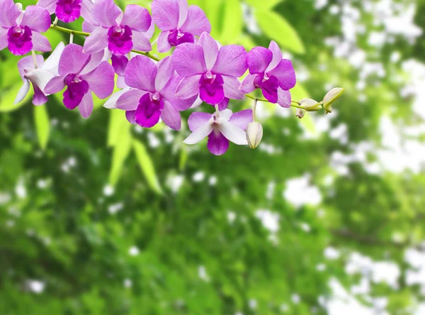 Orchideák — Stock Fotó