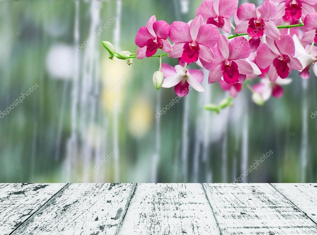 Orchids in rainy day