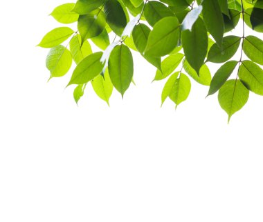 Yağmurlu bir gün yapraklarda