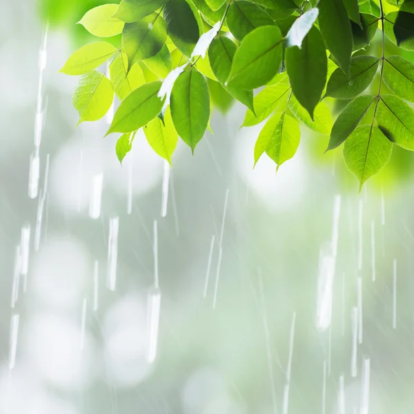 Fechar as folhas no dia chuvoso — Fotografia de Stock