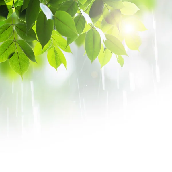 Close-up van bladeren in regenachtige dag — Stockfoto