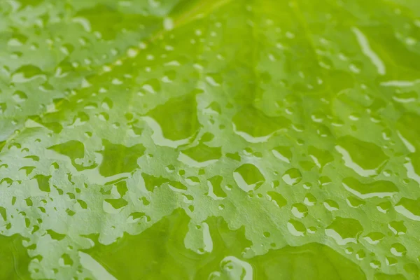 Hoja de macro loto con gotas de lluvia —  Fotos de Stock