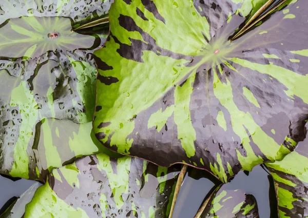 Lotus leaf with rain drops — Stock Photo, Image