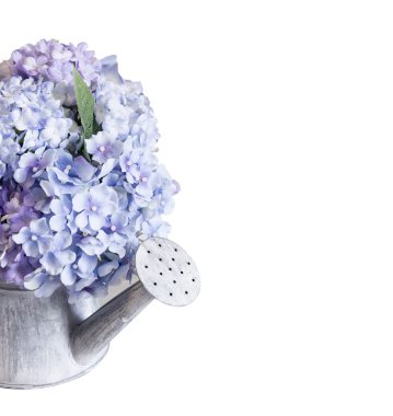 Çinko sulama olabilir beyaz zemin üzerine ortanca çiçek sahte 