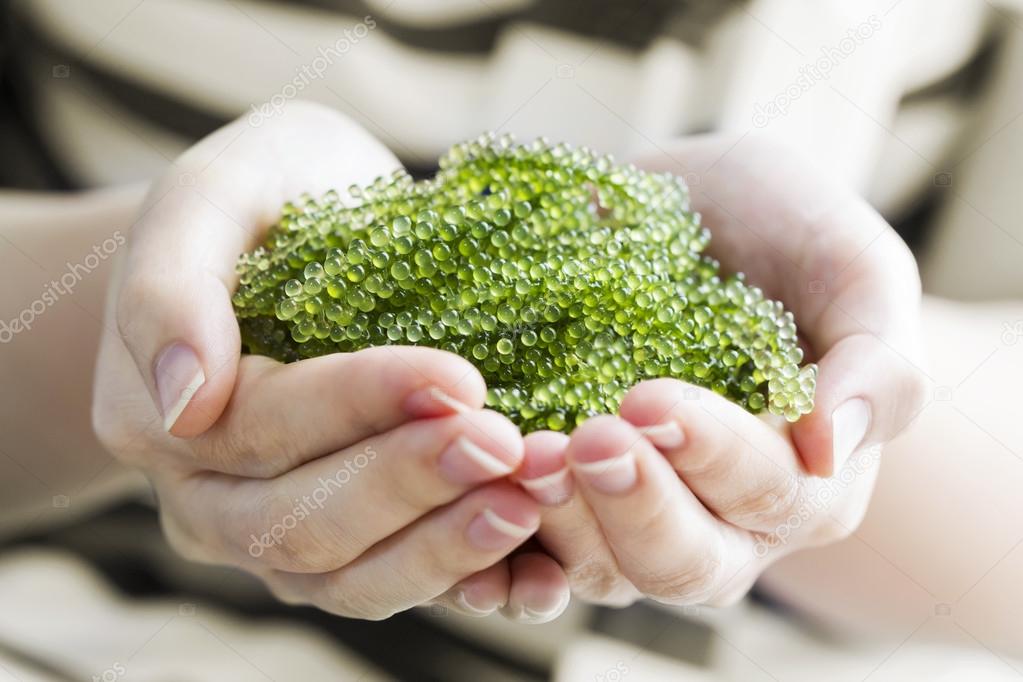 Sea grapes in woman hands