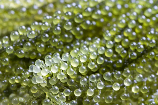 Deniz üzüm kadar kapatın