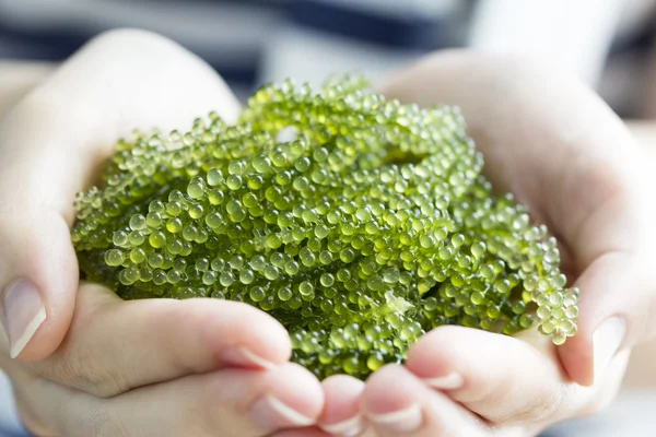 Deniz üzüm kalp tabak kadın ellerinde