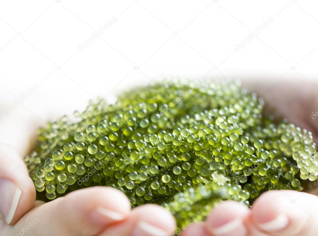 Sea grapes in heart dish on woman hand