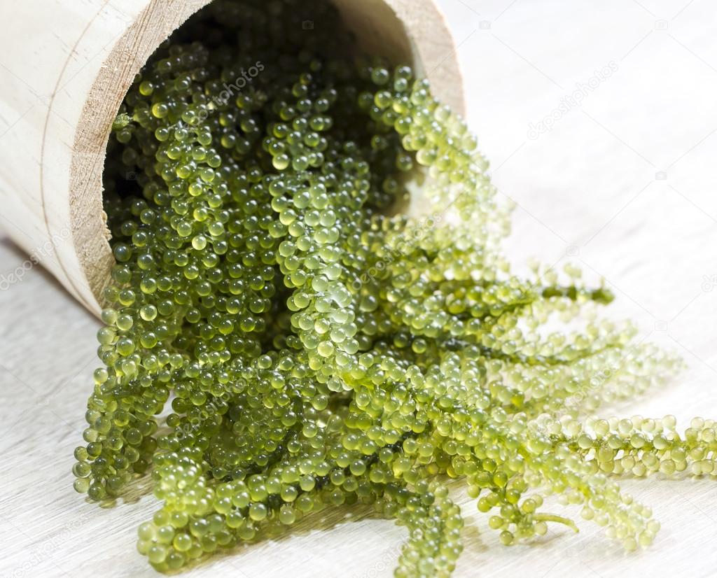 Sea grapes in wooden tank