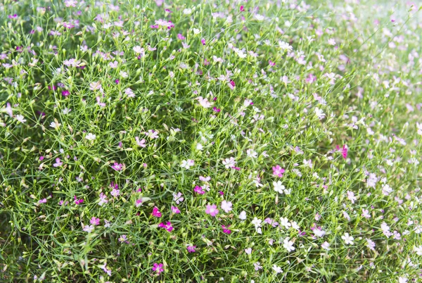 Gypsophila fiori sfondo — Foto Stock