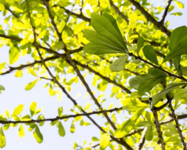 Bahçedeki yapraklar