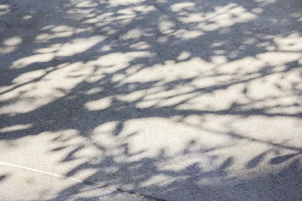 Sombra de árbol en el suelo de piedra — Foto de Stock