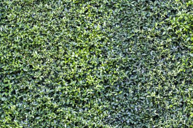 Yeşil yaprakları kapat