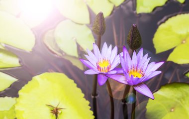 Bahçedeki nilüfer çiçekleri