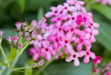 Panama gül bahçesinde