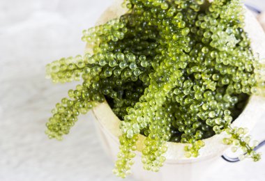 Deniz üzüm ahşap tank