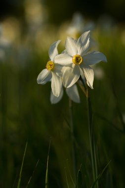 Çiçek açan nergis Bahar, yaban hayatı