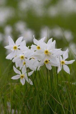 Güneş ışığı altında dağlarda çiçek açan nergis