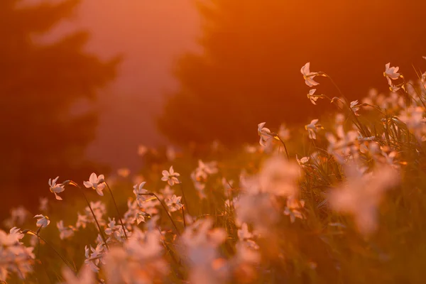 Kvetoucí narcisy v horách s přirozeným světlem slunce — Stock fotografie