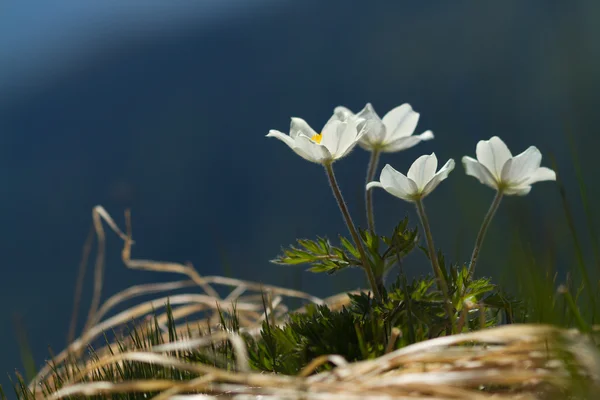 Flores blancas pulsatilla en las montañas de verano — Foto de Stock