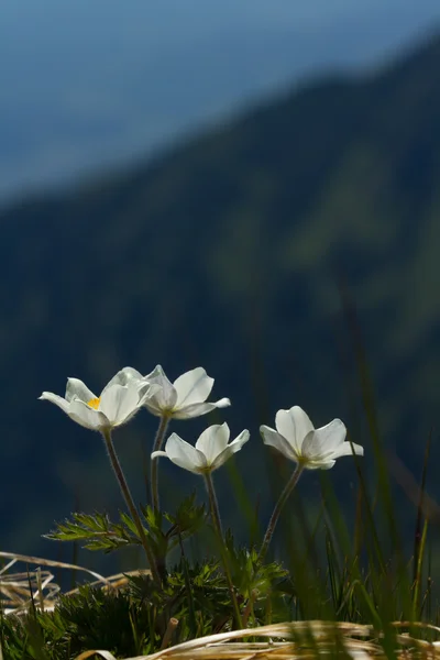 Flores blancas pulsatilla en las montañas de verano — Foto de Stock